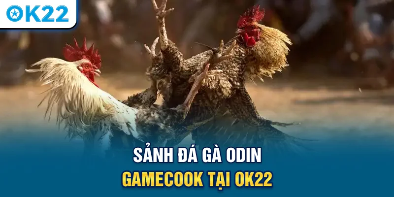 sanh-da-ga-odin-gamecook-tai-ok22